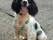 Yoshi gute Laune Hund mit Charme - Lübeck