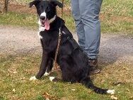 Border Collie - Windhund Mix Junghündin "Helga" sucht ein Zuhause - Rethem (Aller) Zentrum
