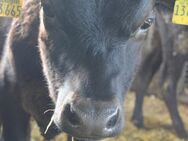 Angus - Jersey - Obertaufkirchen