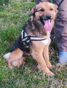 Sanfte Lassie - Tholey