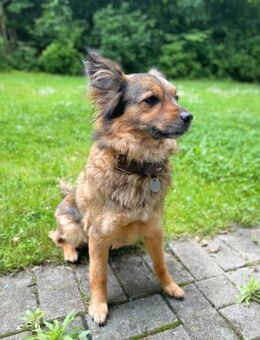 Freya - intelligent&bewegungsfreudig - Löwenberger Land