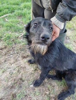 Liebes Schnauzer Mix Mädchen - Kappeln (Schleswig-Holstein)