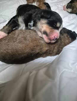 Berner-Leonberger-Mix Welpen suchen ein schönes Zuhause - Colditz