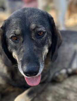 Nala - menschenbezogene Familienhündin - Krefeld