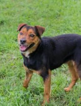 MIKI - neugierig und verträglich - Overath