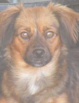 Felina - konnte gerettet werden 🐾 - Elsdorf (Nordrhein-Westfalen)