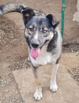 Husky-Mix Maya sucht aktive Familie - Leonberg (Baden-Württemberg)
