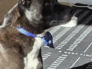 Terrier-Mix Migo sucht ein neues Zuhause - Rendsburg