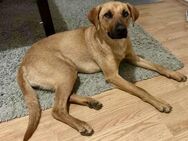 Viszla Mix Hündin, 1 Jahr - Kappeln (Schleswig-Holstein)
