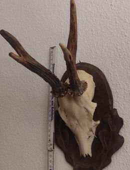 Rehbock Gehörn, Trophäe - Petersberg (Hessen)