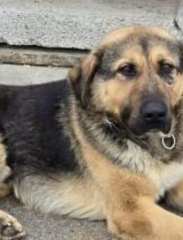 Schöner Bojan sucht dich! - München