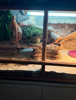 Bartagam Weibchen komplett - Sulzbach (Saar) Zentrum