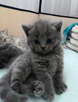 Britisch kurzhaar katzenbabys BKH BABYS - Lollar