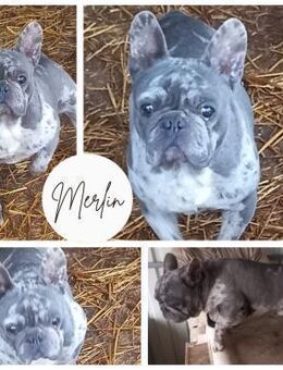 MERLIN PP Bildhübscher Rüde sucht DICH - Neustadt (Rübenberge)