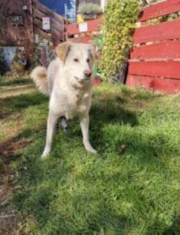 Pulcino sucht ein liebevolles Zuhause - Neuss