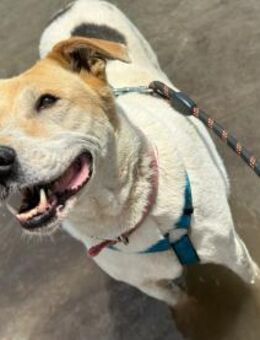 Sara sucht ihr Happy End! - Krefeld