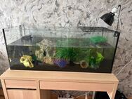 Aquarium mit Schildkröte - Wuppertal