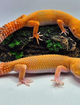 Wunderschöne super liebe Leopardgecko Jungtiere 2025 - Jüchen