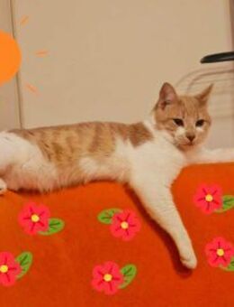 Jim sucht sein Ticket ins Glück - Augsburg