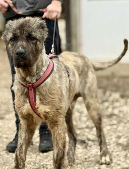 SEBASTiAN 😍 ein Seelenhund - Mylau