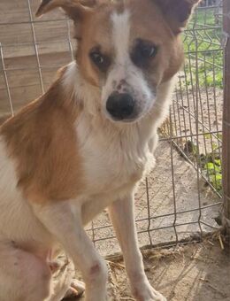 Theo; Seelenschmerz muss heilen - Geilenkirchen