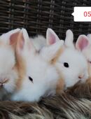 Handzahme Löwenköpfchen, Zwergkaninchen abzugeben in 36167