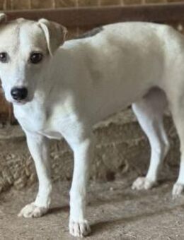 Dotty - Die niedliche Zwergin - Elsdorf (Nordrhein-Westfalen)