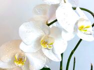 Winterthur Massage Harmonie - Winterthur