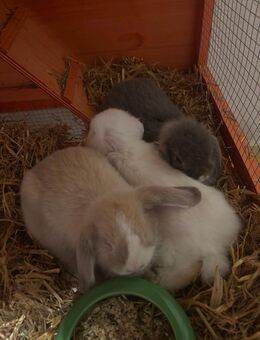 Lali, Lola und Bunny - 3 Zwergkaninchen suchen neus Zuhause - Siegen (Universitätsstadt) Bürbach
