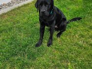 Labrador Luke sucht ein neues zu Hause - Leinfelden-Echterdingen