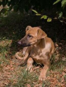 OZZY - sanftes Gemüt sucht Liebevolle - Overath