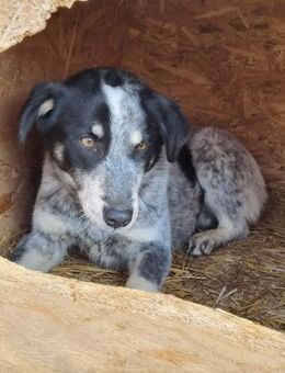 Mea von Kettenlos - Bollingstedt