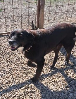 Piccolo - der Spaziergänger - Grevenbroich