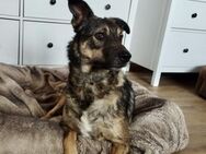 Floki 52 cm (Pflegestelle) - Alpenrod