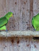 Junge Rotflugelsittiche in 41812