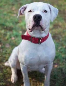 Boo, ein Traumhund su. Zuhause - Neuhausen (Spree)