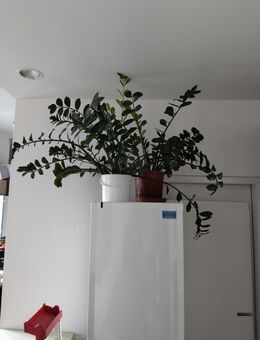 Glücksfeder Ableger zirka 15cm hoch - Berlin