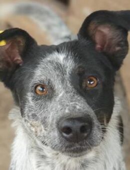 MEGGI-wunderschöne Hündin, 54 cm - Rösrath