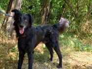 Liviusz, liebenswerter Retriever Mix - Remagen