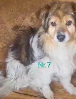 Siri, eine Hundeseele braucht eine Chanc - Köln