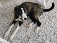 Strubbel Iva freut sucht ein Körbchen - München