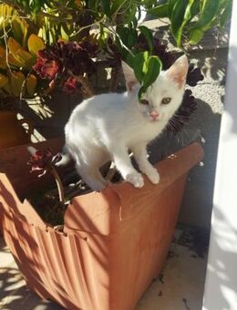 Vice aus dem Tierschutz - Grevenbroich