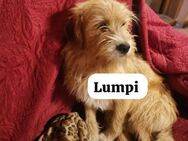 Lumpi - ausgesetzt, weil er 1 Hausschuh - Berlin