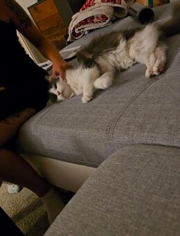 Maine coon katze - Hermsdorf