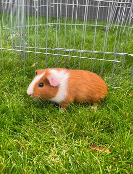 Süßes Meerschweinchen Baby Böckchen - Andernach