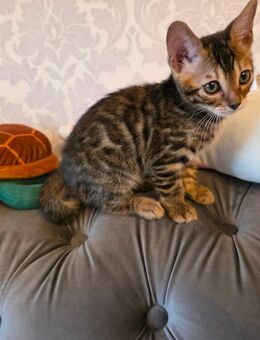 Bengal Katerkitten - Braunschweig