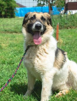 Sanfte Bernhardiner-Mix-Dame Cora - Schlitz