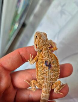 Bartagame NZ hypo high rainbow blue tiger ( genetic stripe, yellow, orange red - Hargesheim