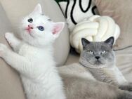 Bkh - Angora Mix kitten - Köln