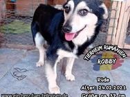 ROBBY-möchte dein treuer Kumpel werde - Waakirchen